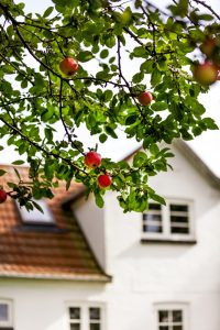 Hjemmedyrkede æbler på paideia - et opholdssted for børn og unge med omsorgssvigt og særlige behov på Sjælland. Søger du efter opholdssteder eller bosteder for unge med problemer, så kontakt os!