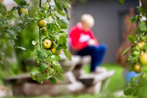 Hjemmedyrkede æbler hos Paideia - et opholdssted for børn og unge med omsorgssvigt og særlige behov på Sjælland. Søger du efter opholdssteder eller bosteder for unge med problemer, så kontakt os!